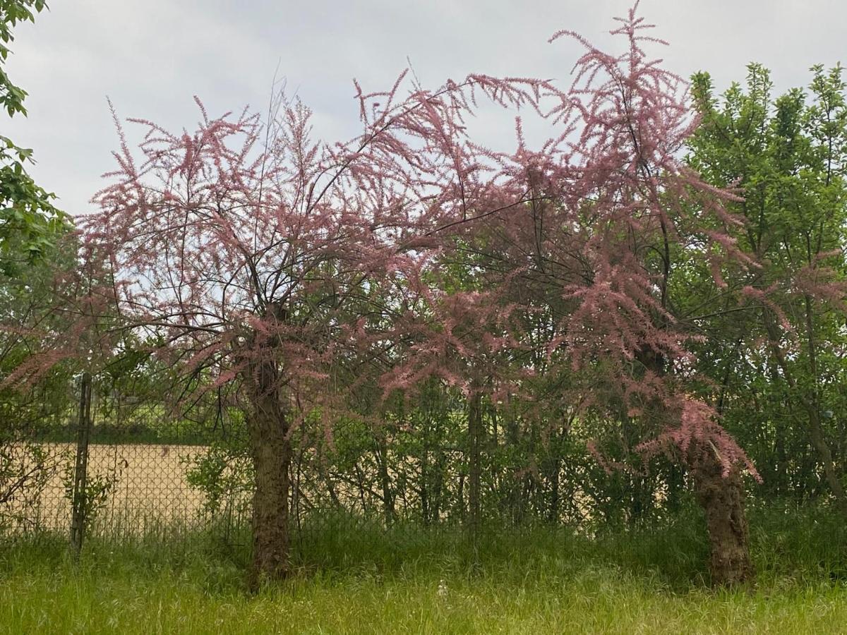 Bilocale Immerso nel Verde Oviglio Esterno foto